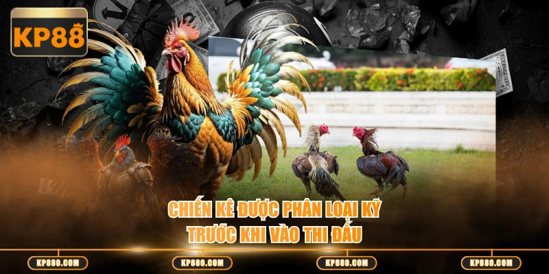 Chiến kê được phân loại kỹ trước khi vào thi đấu