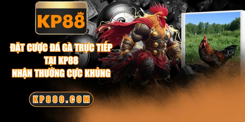 Đặt Cược Đá Gà Trực Tiếp Tại KP88, Nhận Thưởng Cực Khủng