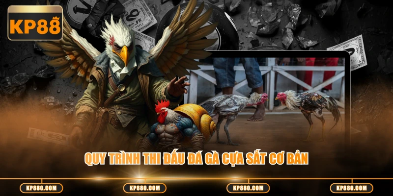 Quy trình thi đấu đá gà cựa sắt cơ bản