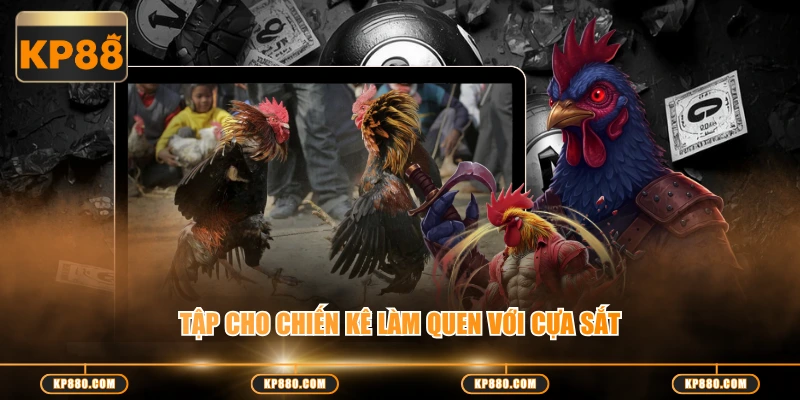 Tập cho chiến kê làm quen với cựa sắt