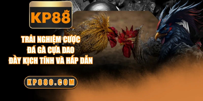 Trải Nghiệm Cược Đá Gà Cựa Dao Đầy Kịch Tính Và Hấp Dẫn